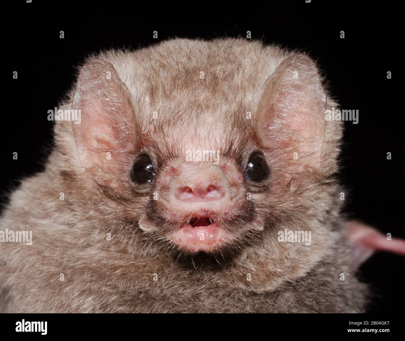 The hairy-legged vampire bat (Diphylla ecaudata) is one of three extant species of vampire bats. It mainly feeds on the blood of wild birds. Stock Photo