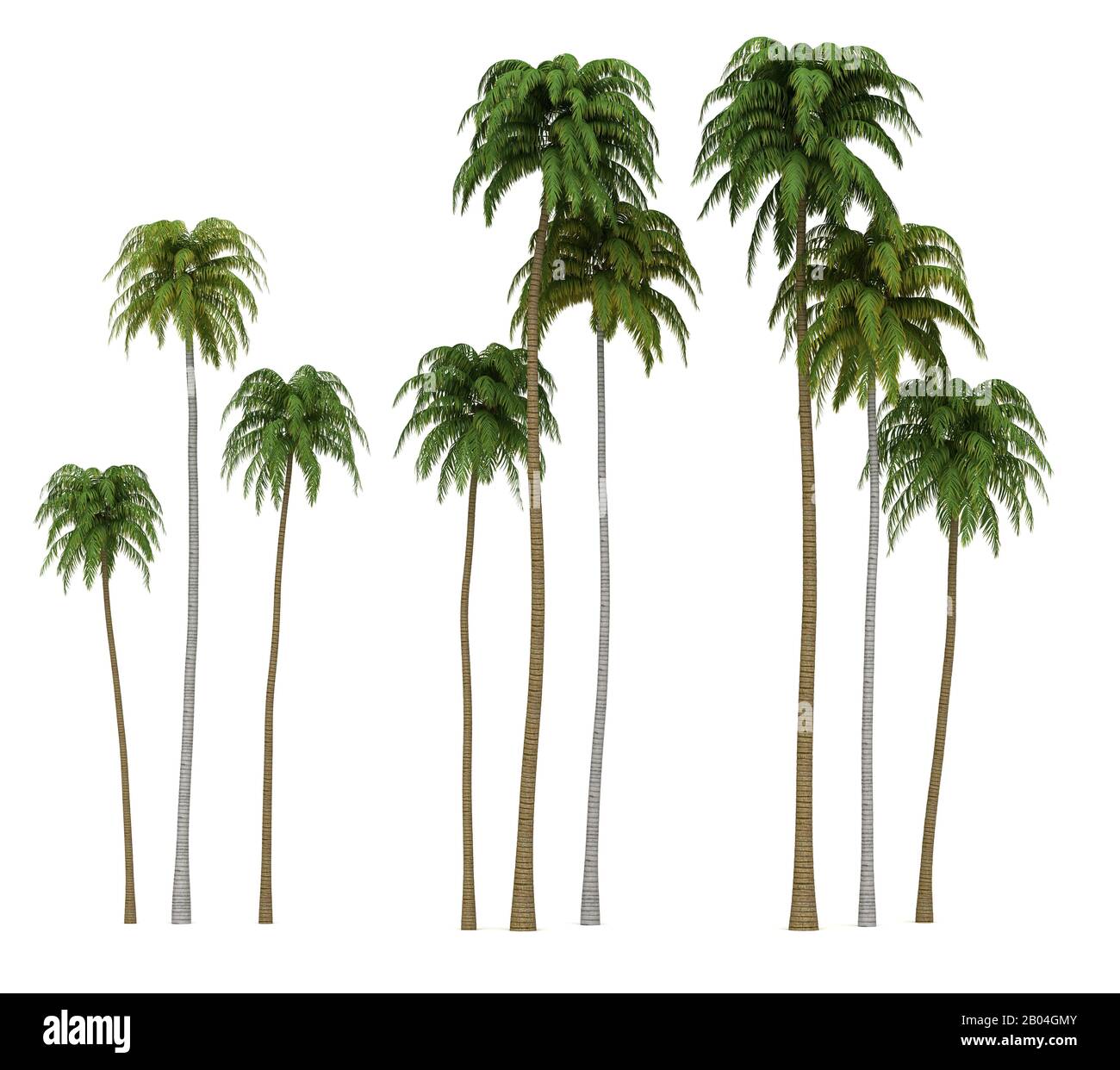 Coconut Palm Trees (isolated on white background) Stock Photo