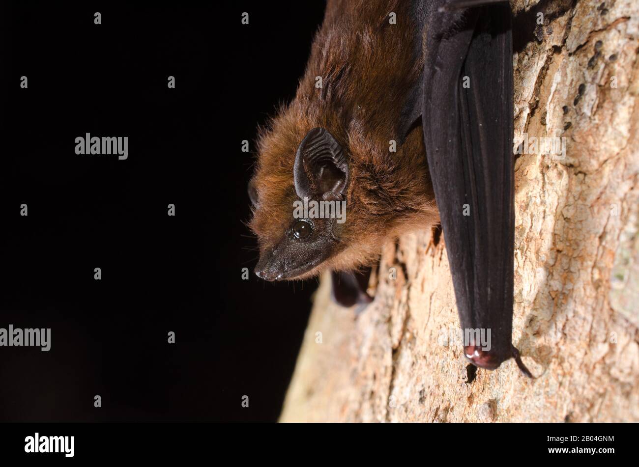 The chestnut sac-winged bat, or Wagner's sac-winged bat (Cormura brevirostris) is a species of sac-winged bat native to South and Central America. It Stock Photo