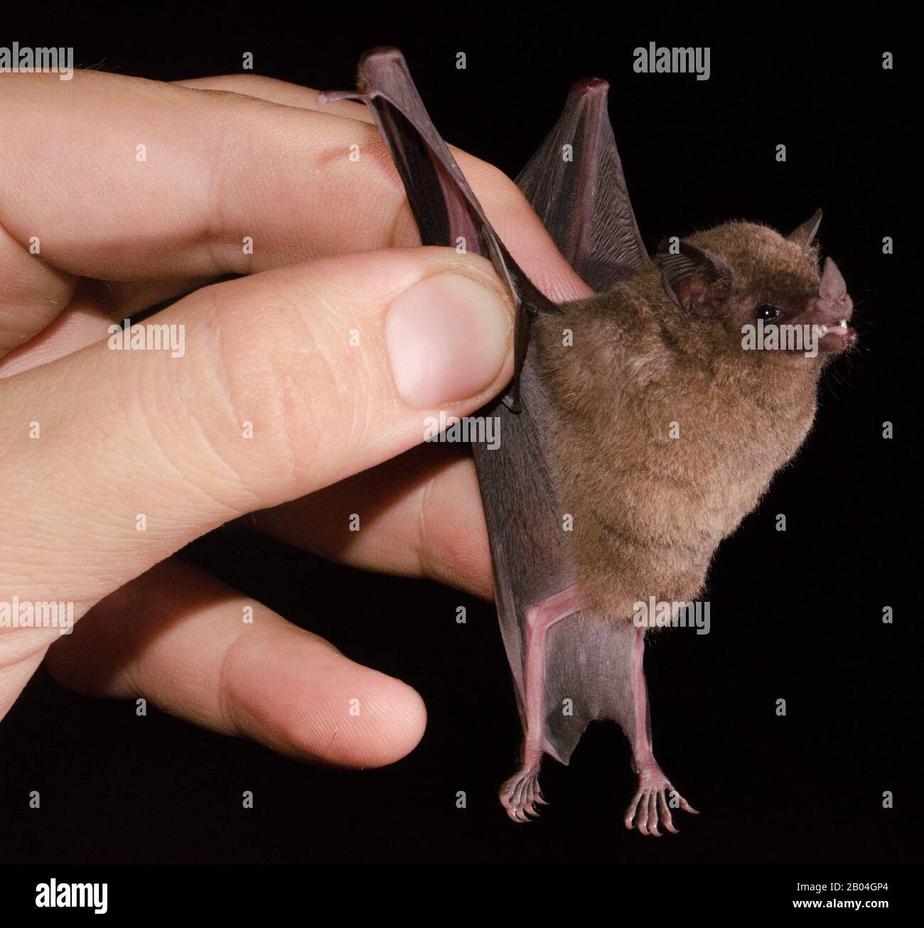 Pallas's long-tongued bat (Glossophaga soricina) is a South and Central American bat  with a fast metabolism that feeds on nectar. Stock Photo