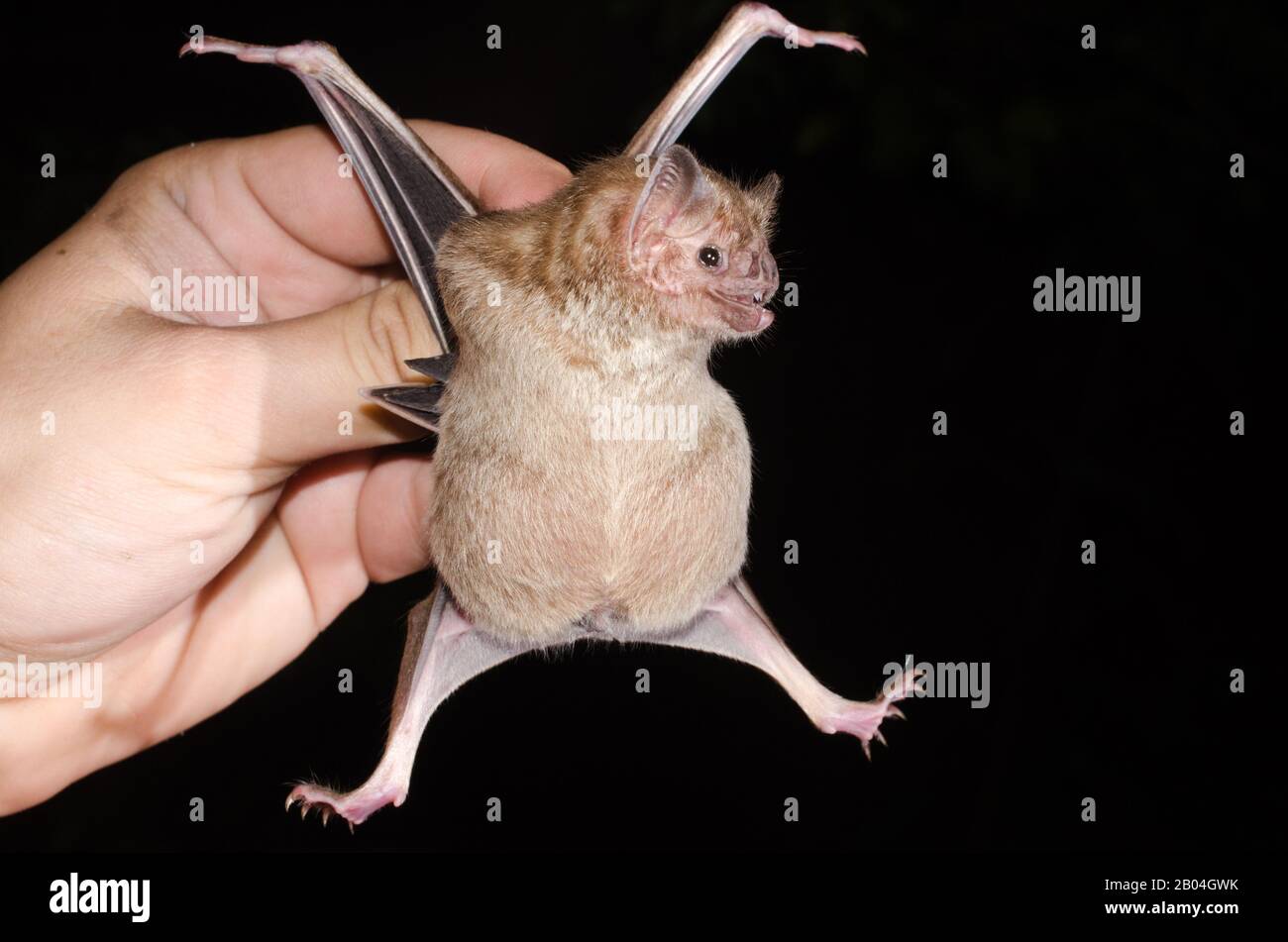 The common vampire bat (Desmodus rotundus) is a small, leaf-nosed bat