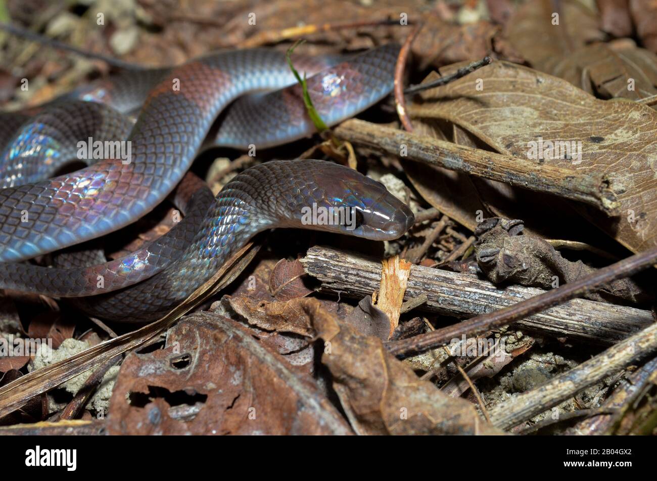 Oxyrhopus petola, commonly known as the false coral or calico snake, is a species of colubrid snake endemic to South America. Stock Photo