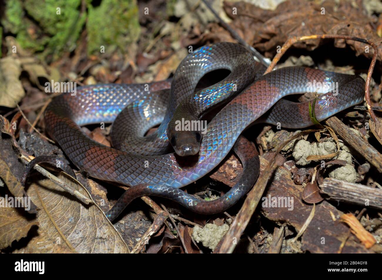 Oxyrhopus petola, commonly known as the false coral or calico snake, is a species of colubrid snake endemic to South America. Stock Photo