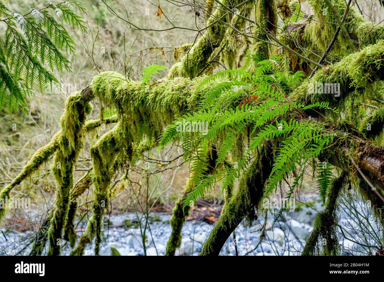 Licorice ferns hires stock photography and images Alamy