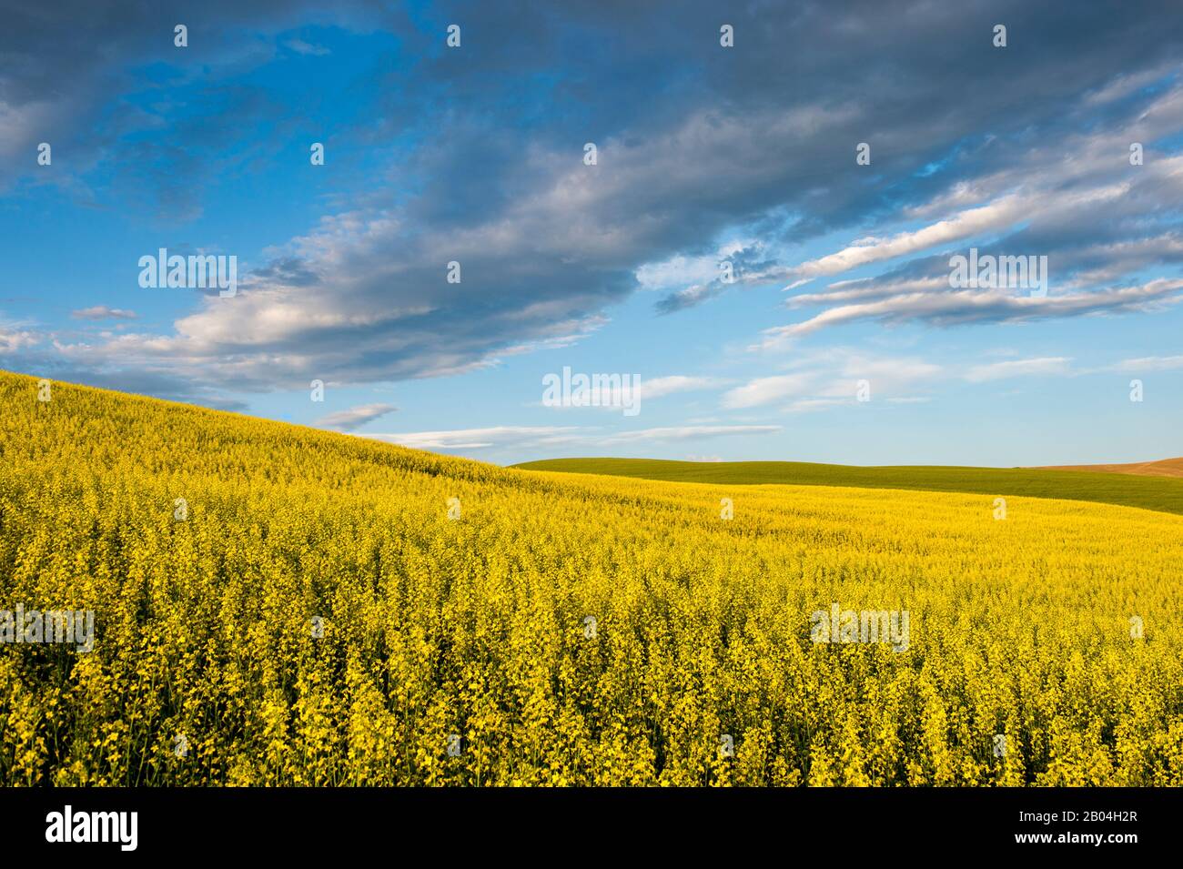 Canola field with clouds in Whitman County in the Palouse near Colfax