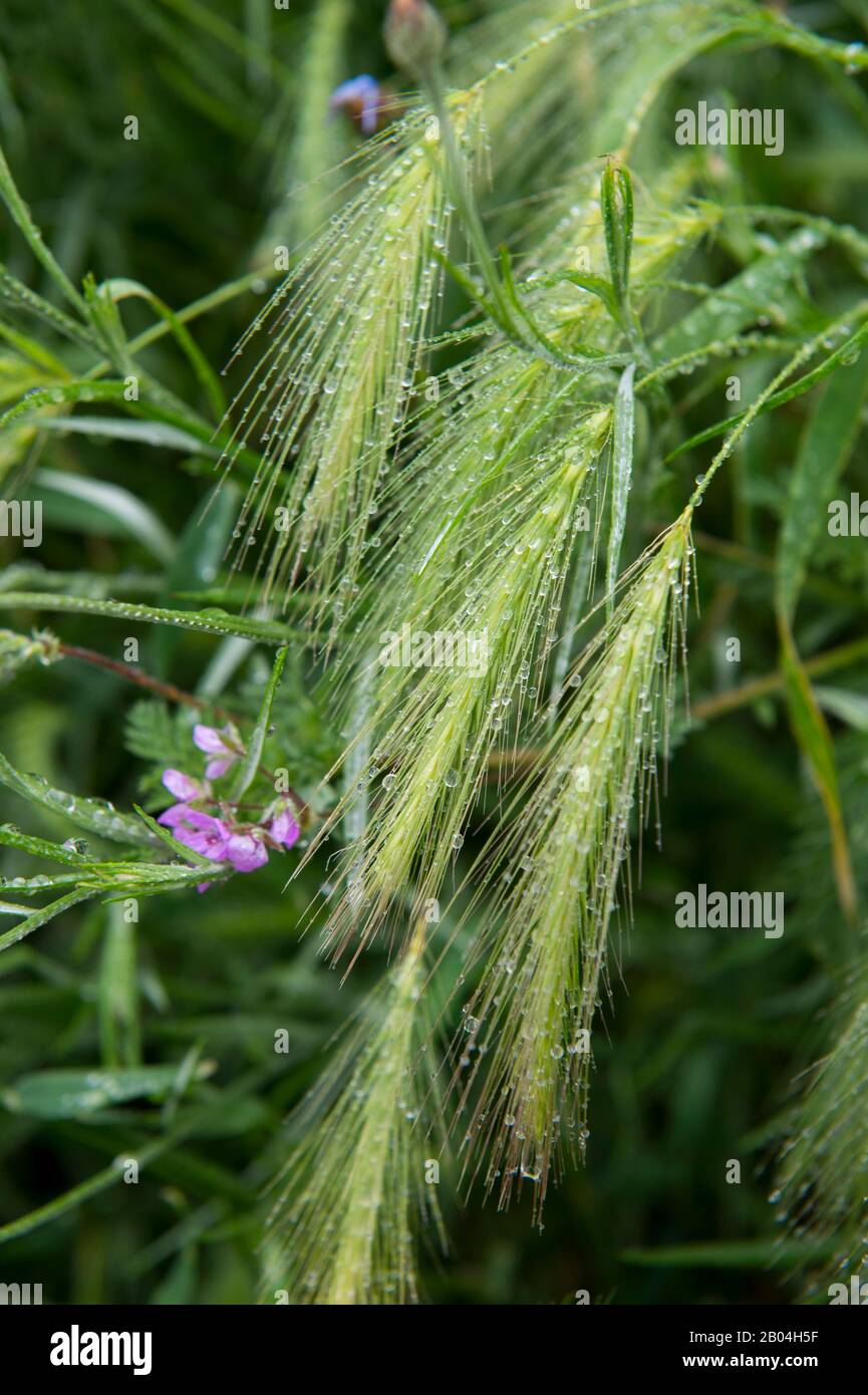 Grasses with raindrops in the Palouse near Colfax, Eastern Washington