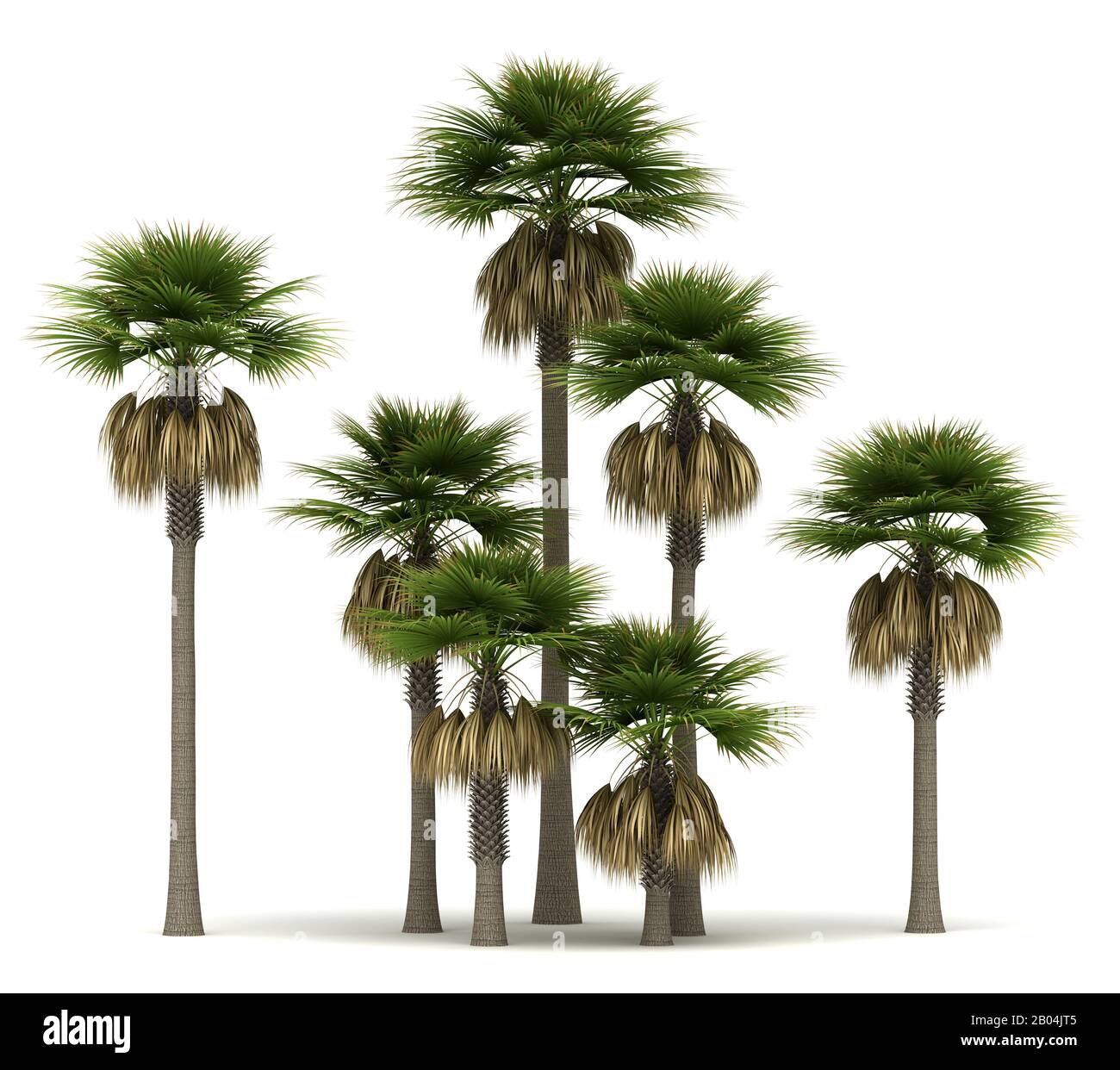 Sabal Palm Trees (isolated on white background) Stock Photo