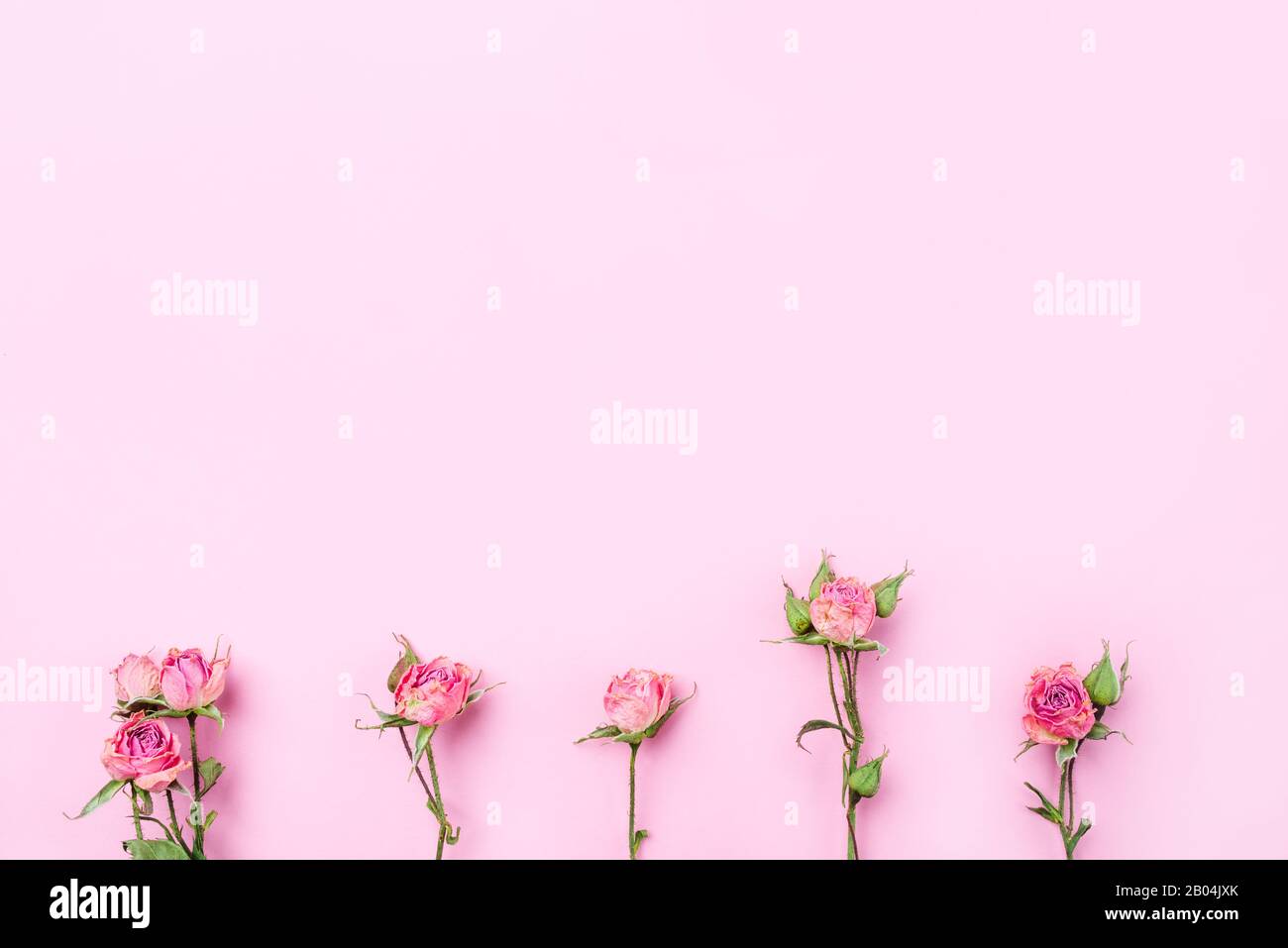 Dried rose flowers on pink background Stock Photo - Alamy