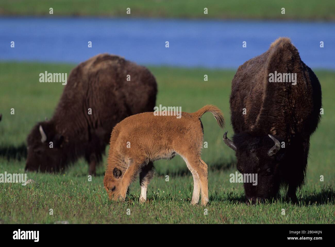 Spring Time Bison Bison cow with calf in springtime at the Fountain Flats in Yellowstone ...