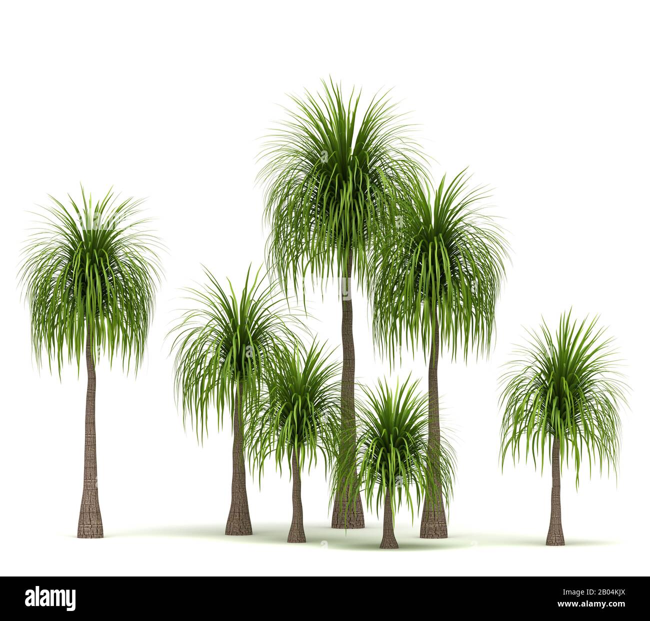 Ponytail Palm Trees (isolated on white background) Stock Photo