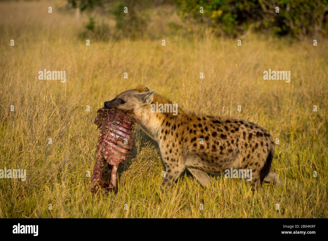 Spotted hyena (Crocuta crocuta) is carrying part of a baby Cape buffalo kill  to its den near the Vumbura Plains in the Okavango Delta in northern part  Stock Photo - Alamy