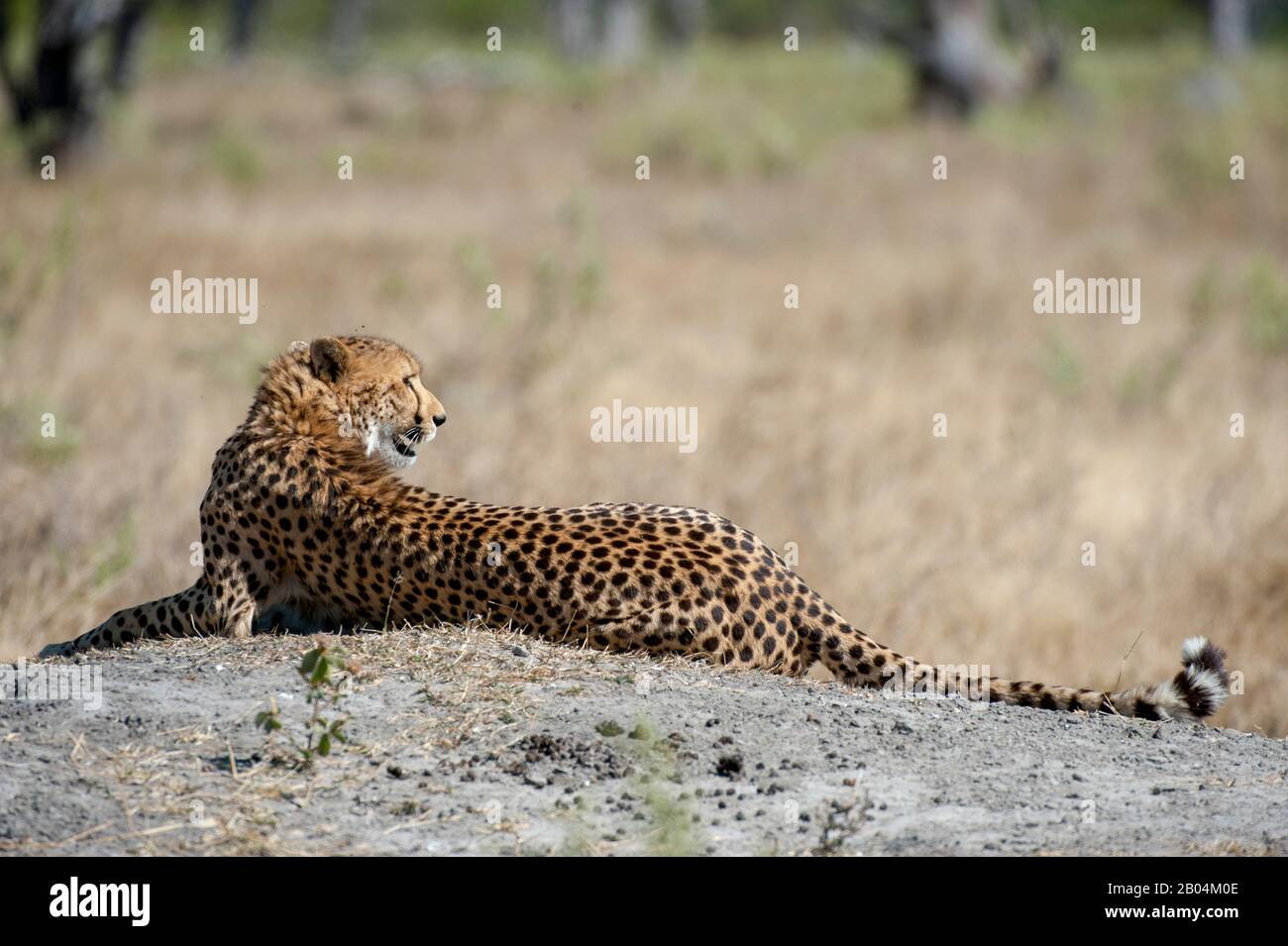 A Cheetah (Acinonyx jubatus) is calling and looking for family members near the Vumbura Plains in the Okavango Delta in northern part of Botswana. Stock Photo