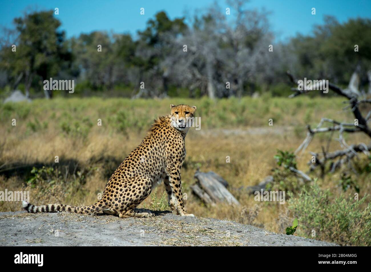 A Cheetah (Acinonyx jubatus) is calling and looking for family members near the Vumbura Plains in the Okavango Delta in northern part of Botswana. Stock Photo