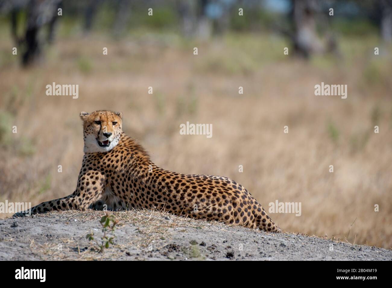 A Cheetah (Acinonyx jubatus) is calling and looking for family members near the Vumbura Plains in the Okavango Delta in northern part of Botswana. Stock Photo