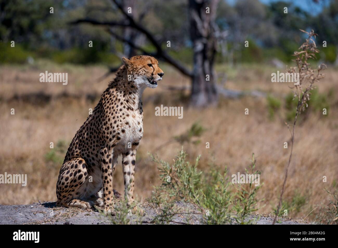 A Cheetah (Acinonyx jubatus) is calling and looking for family members near the Vumbura Plains in the Okavango Delta in northern part of Botswana. Stock Photo