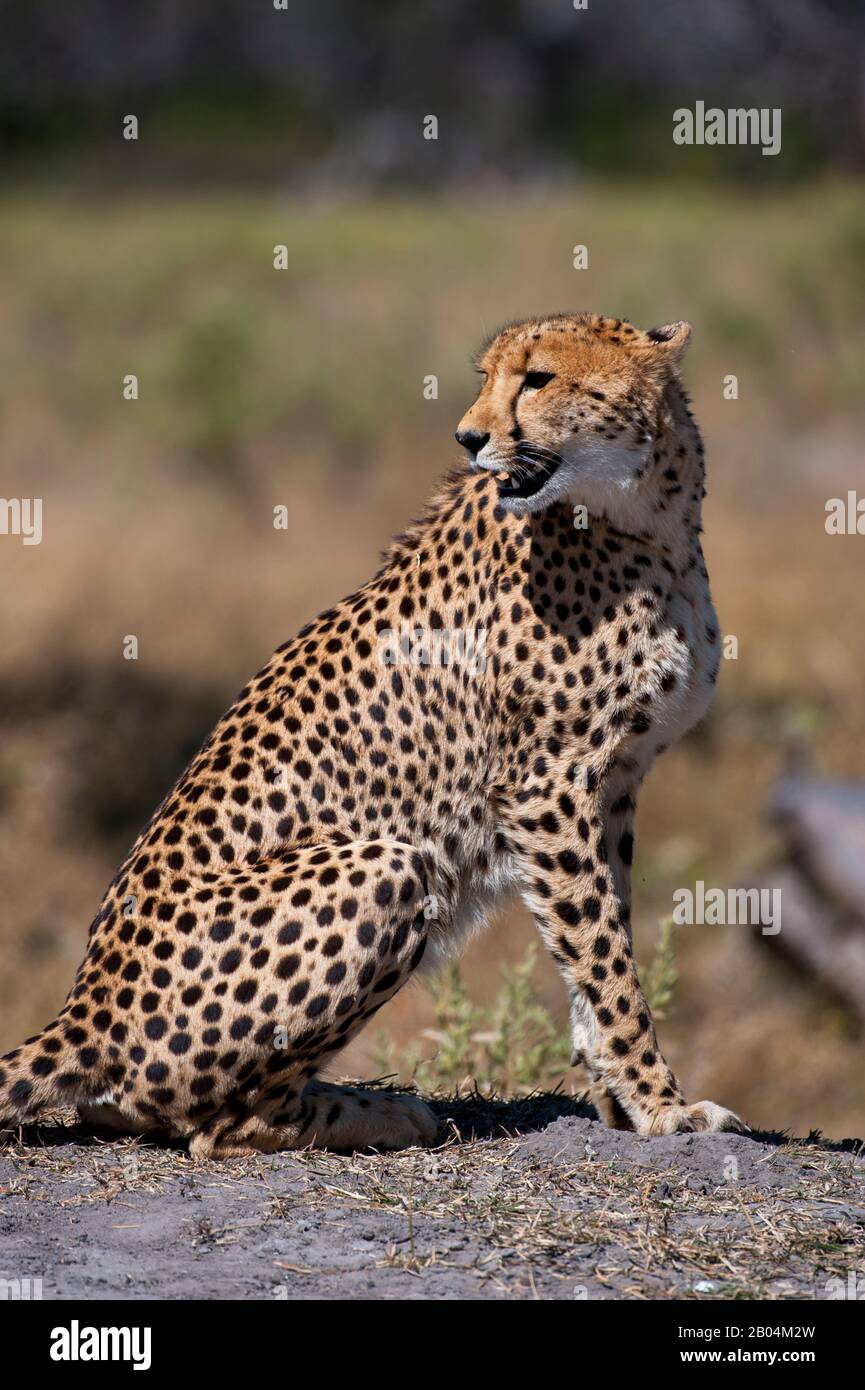 A Cheetah (Acinonyx jubatus) is calling and looking for family members near the Vumbura Plains in the Okavango Delta in northern part of Botswana. Stock Photo