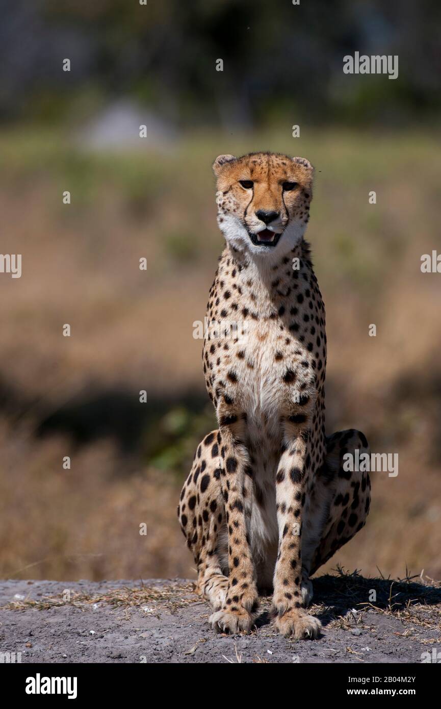 A Cheetah (Acinonyx jubatus) is calling and looking for family members near the Vumbura Plains in the Okavango Delta in northern part of Botswana. Stock Photo