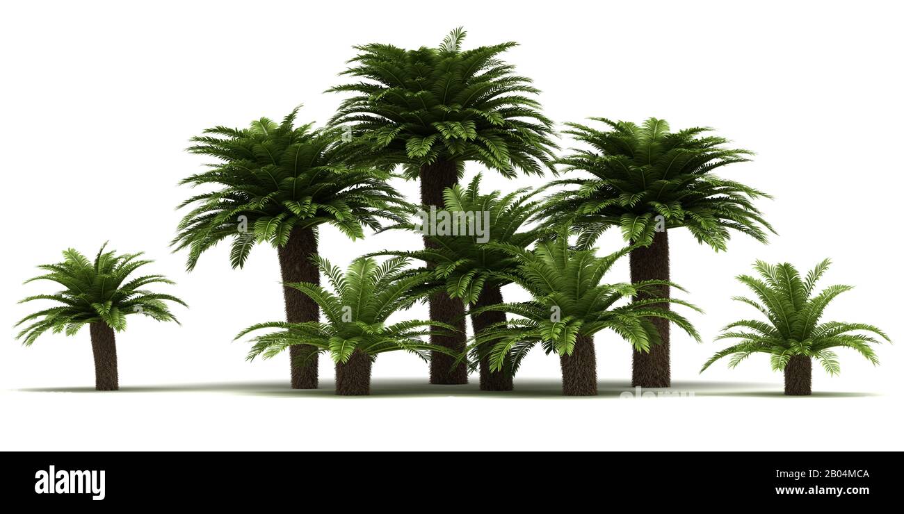 Sago Palm Trees (isolated on white background) Stock Photo