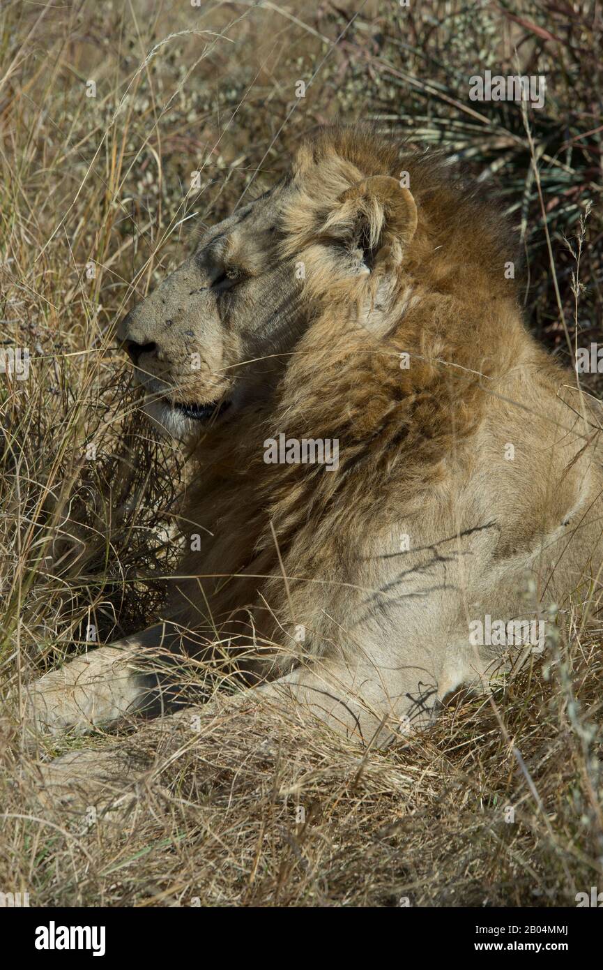 Male Lion (Panthera leo) in grass in the Chitabe area of the Okavango Delta in the northern part of Botswana. Stock Photo