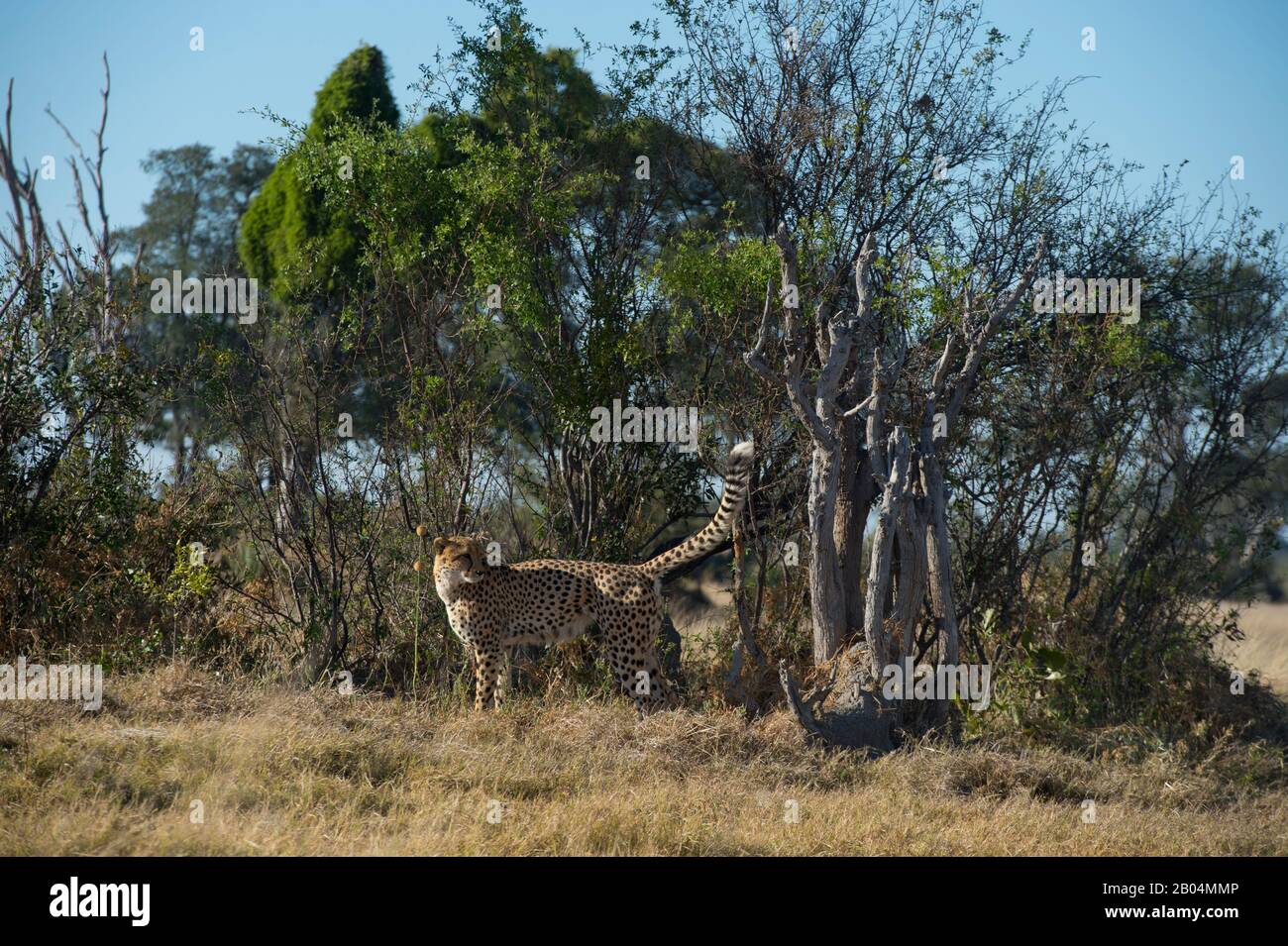 A Cheetah (Acinonyx jubatus) is marking its territory in the Chitabe area of the Okavango Delta in the northern part of Botswana. Stock Photo