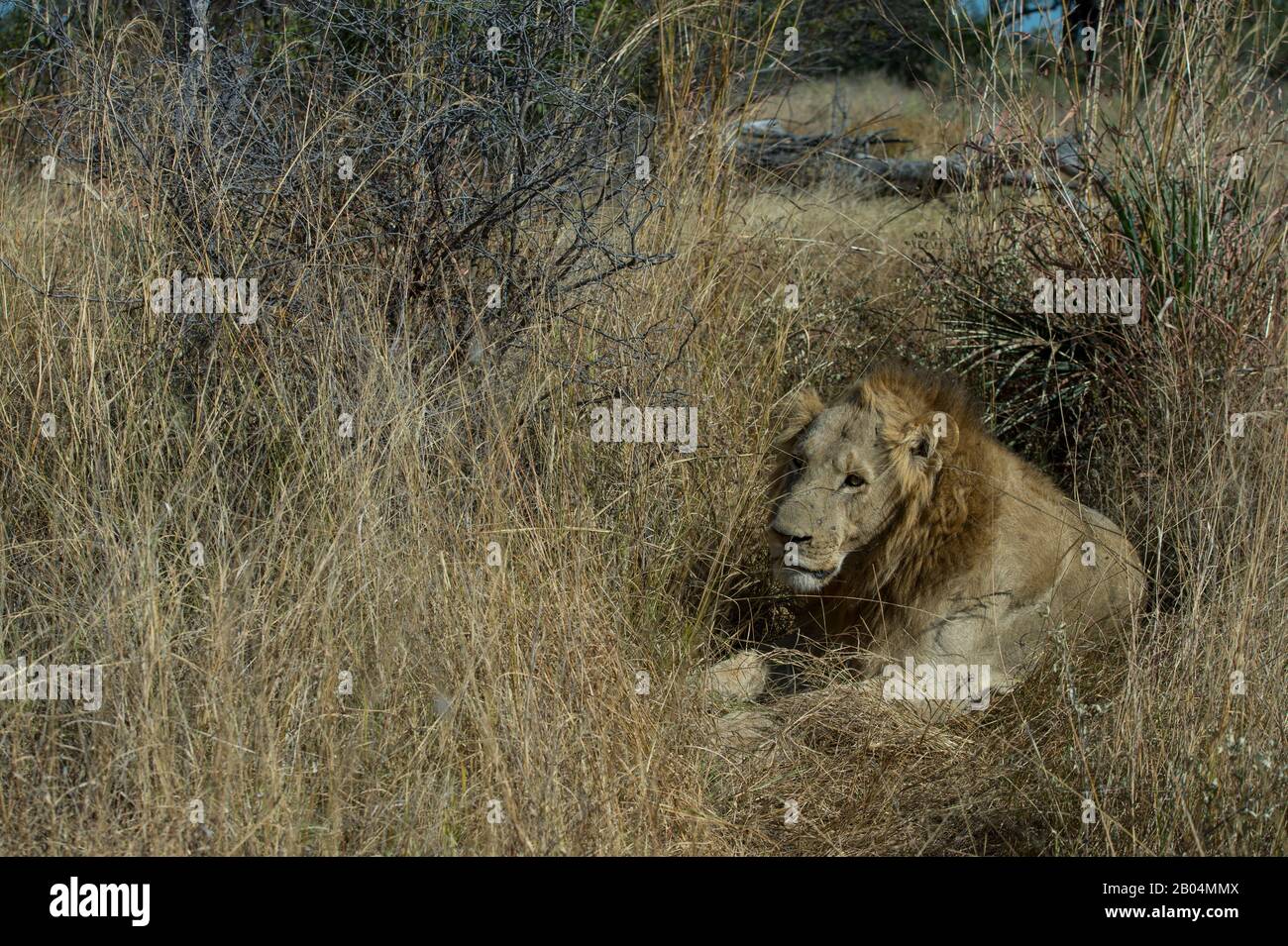 Male Lion (Panthera leo) in grass in the Chitabe area of the Okavango Delta in the northern part of Botswana. Stock Photo