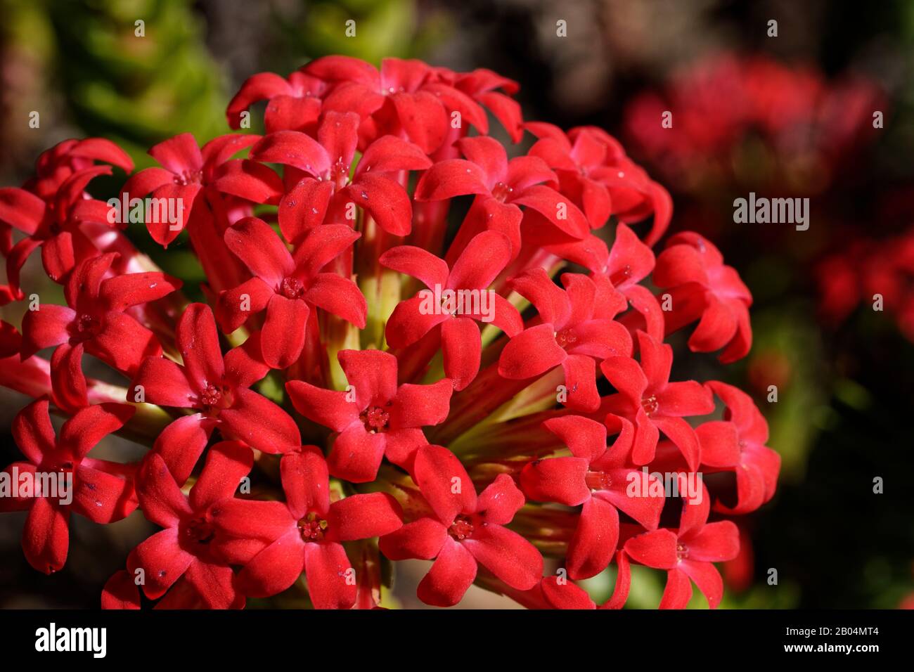 Red crassula is a succulent plant with flat heads of striking, bright scarlet flowers. Stock Photo