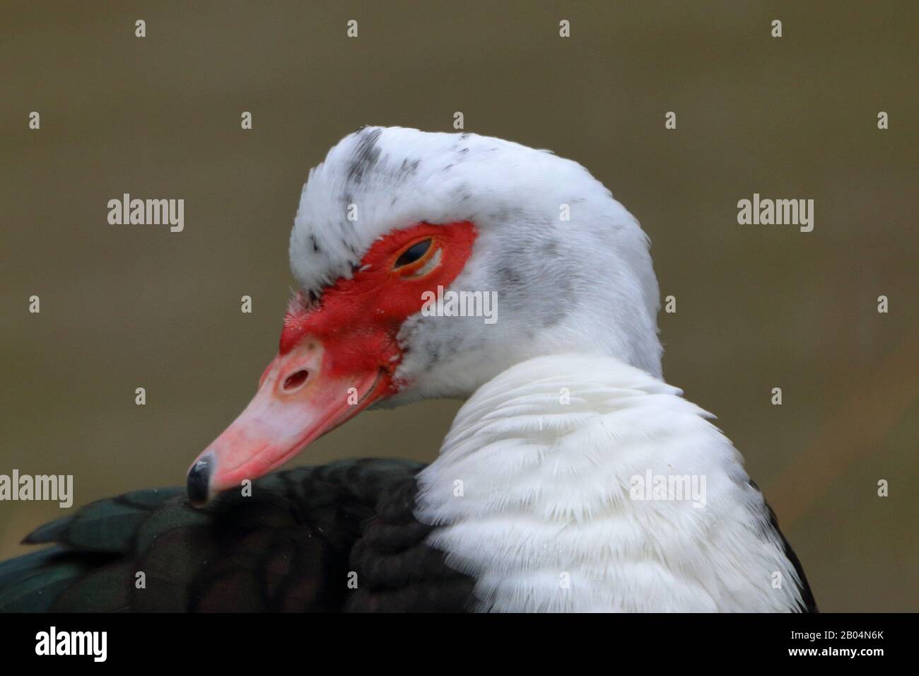 a head portrait of a Muscovy (Cairina moschata) duck Stock Photo