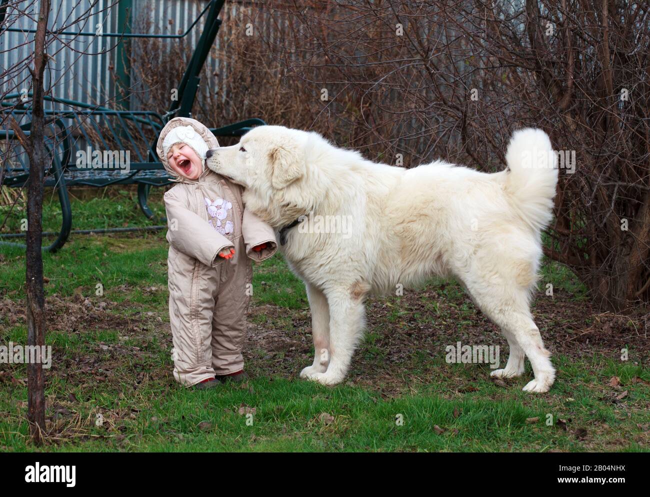 large white shepherd dog