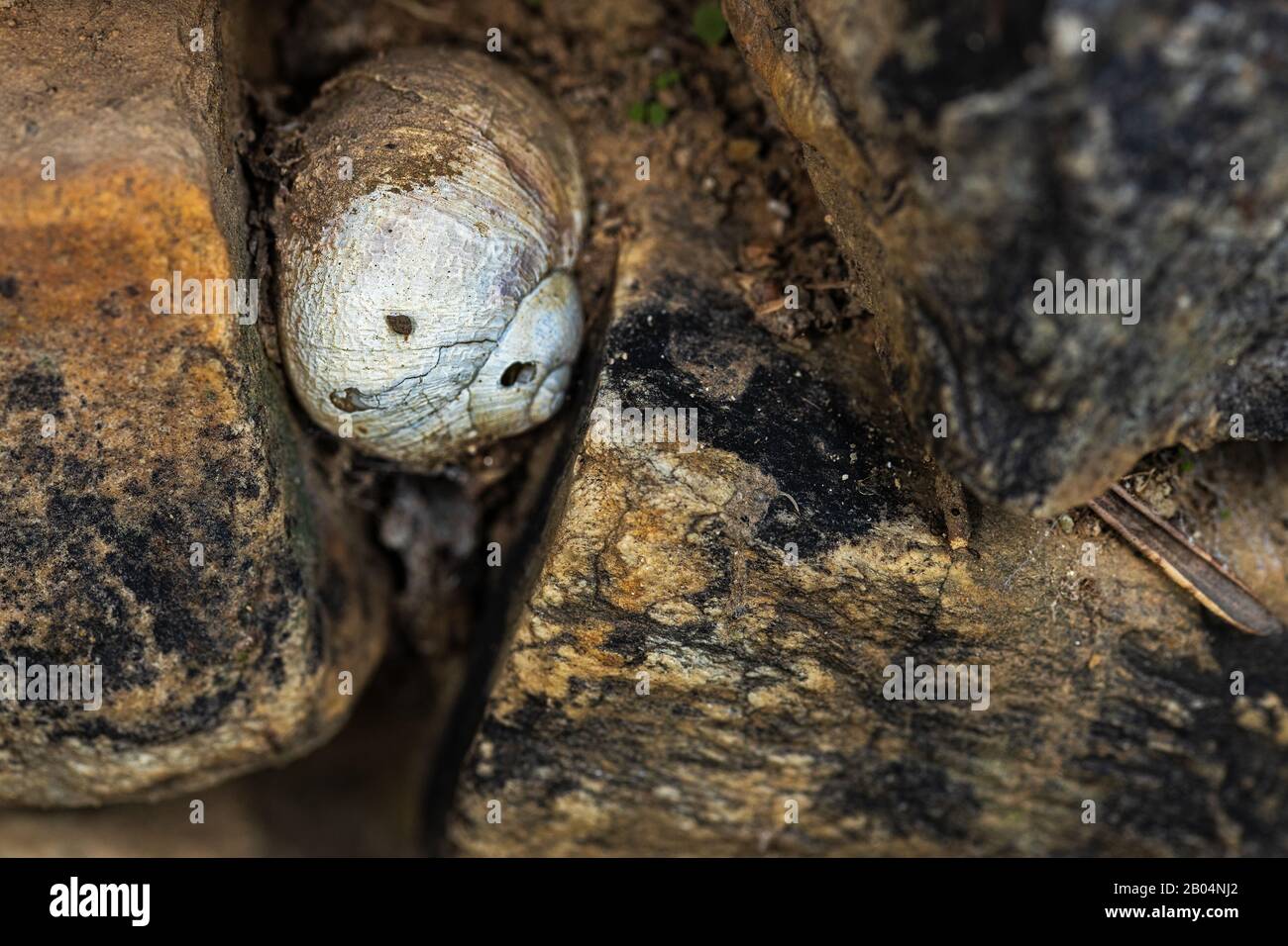 Snail shell embedded in a stone wall. Stock Photo