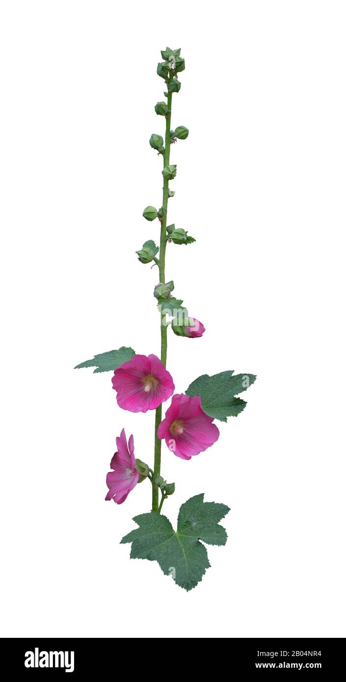 branch of pink mallow flowers isolated on white background Stock Photo ...