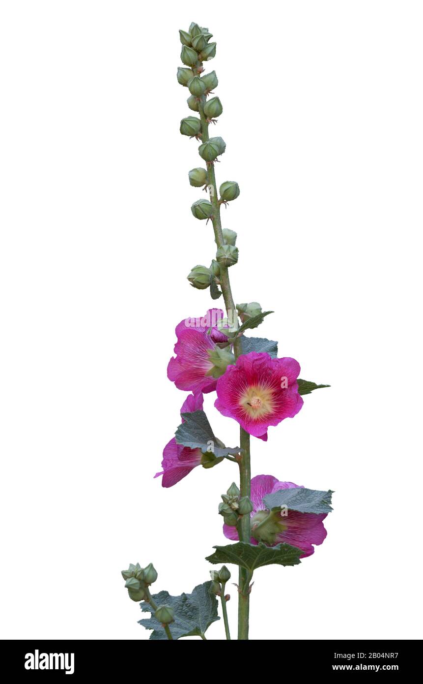 branch of pink mallow flowers isolated on white background Stock Photo ...