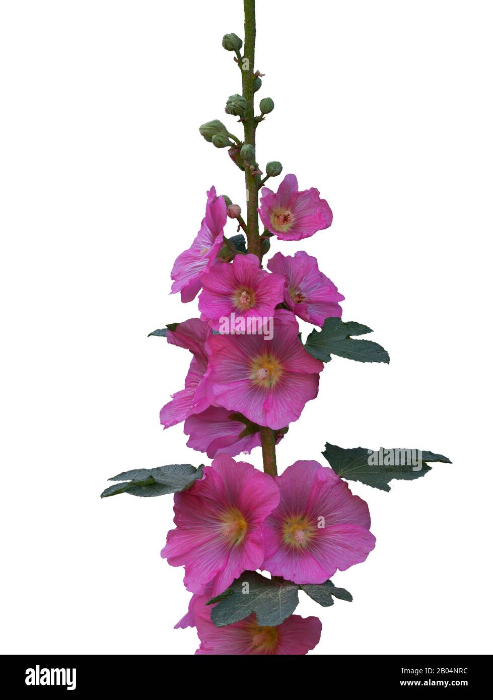 branch of pink mallow flowers isolated on white background Stock Photo ...