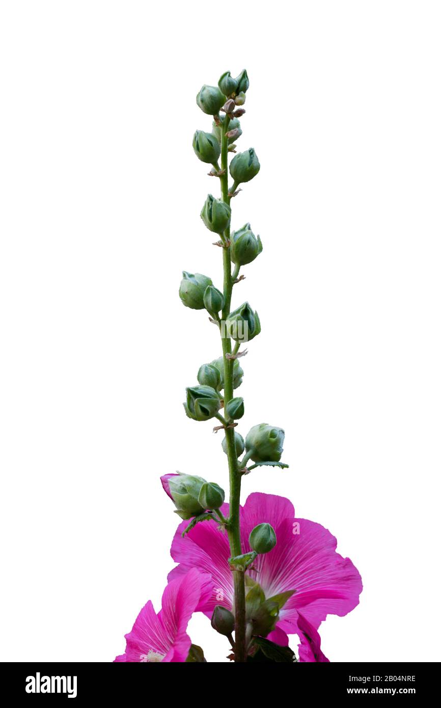 branch of pink mallow flowers isolated on white background Stock Photo ...