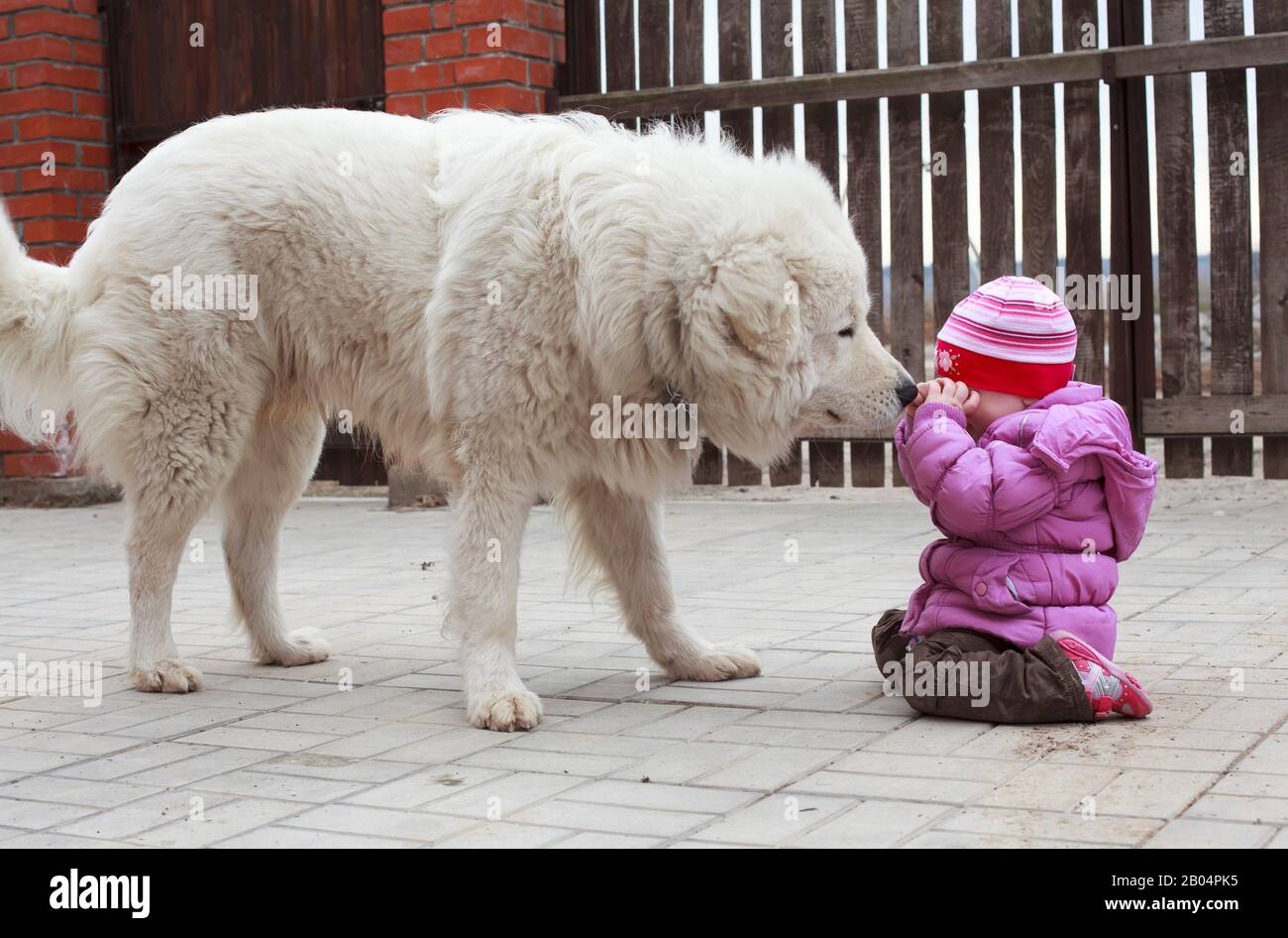 large white shepherd dog