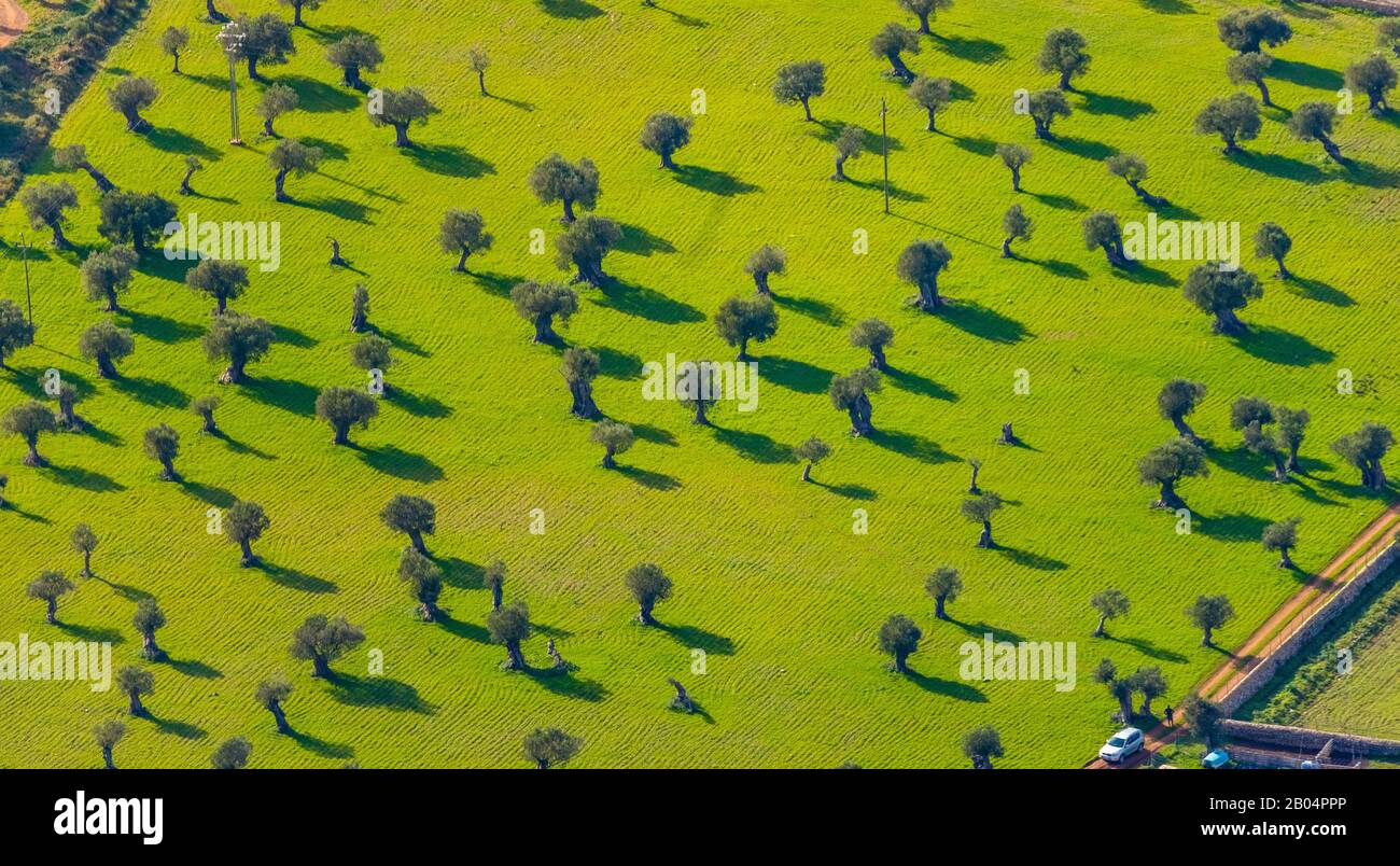 Aerial photo, island, trees on meadows and fields at the Carretera Ma-10, Valldemossa, Mallorca, Balearic Islands, Spain, Europe, ES, shapes and colou Stock Photo