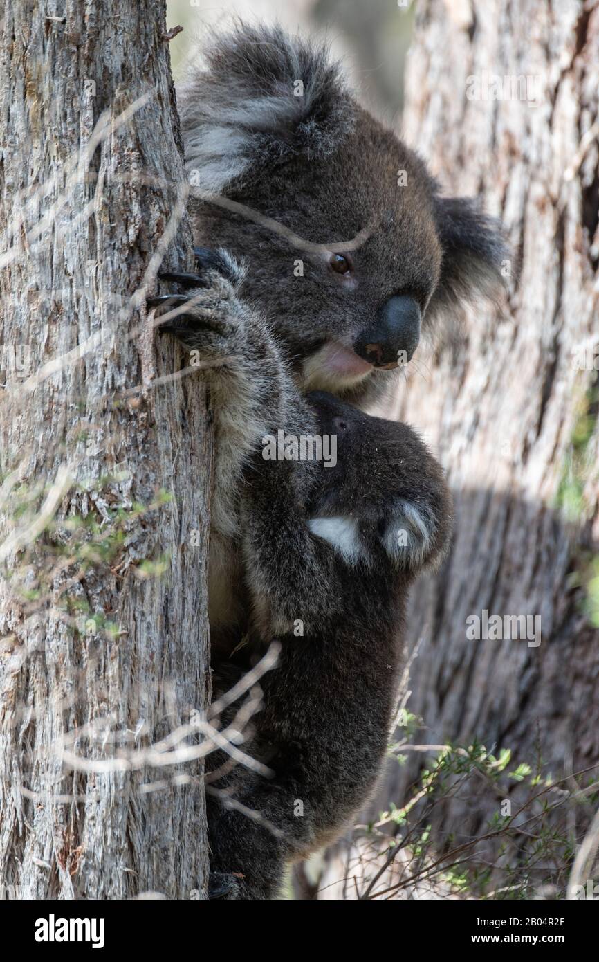 Koala and joey Stock Photo