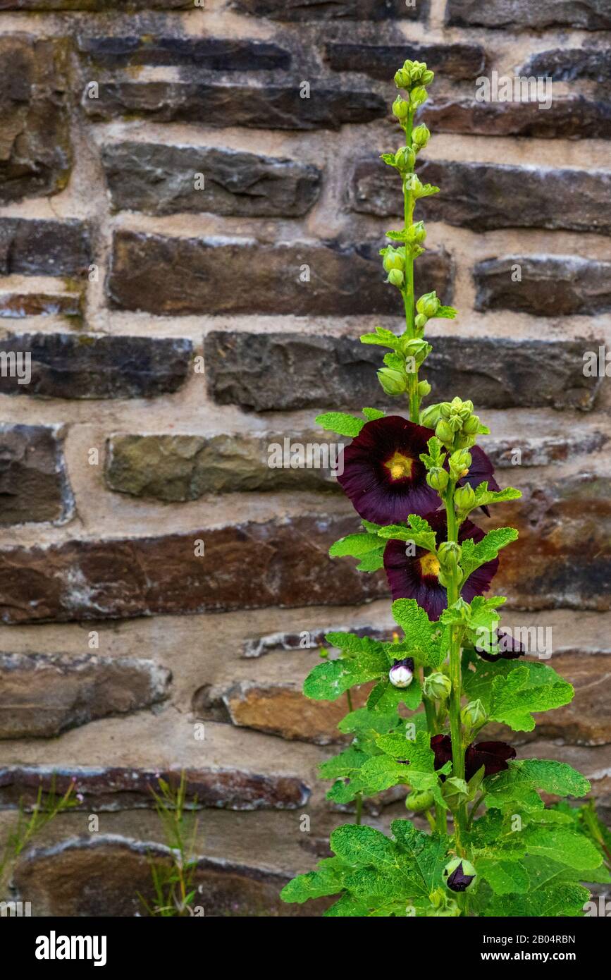 Black hollyhock, Alcea rosea Nigra, in front of a blurred natural stone wall Stock Photo