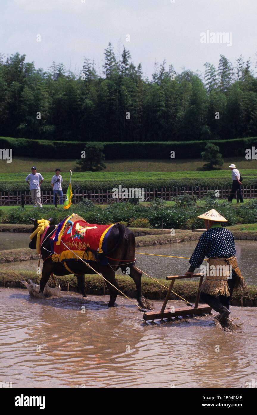 A local farmer in traditional costumes is plowing a rice field with an ...