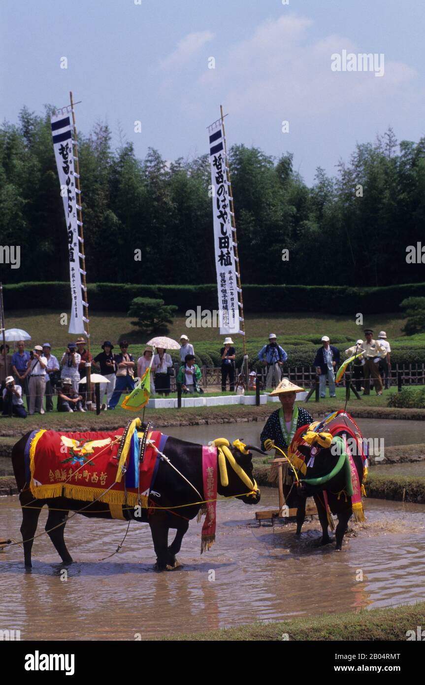 A local farmer in traditional costumes is plowing a rice field with an ...