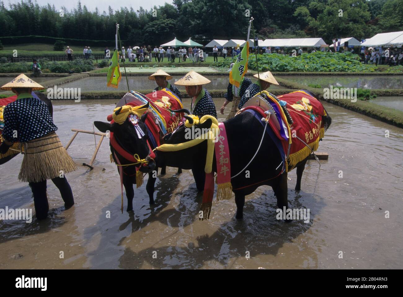Local farmers in traditional costumes plowing a rice field with oxen ...