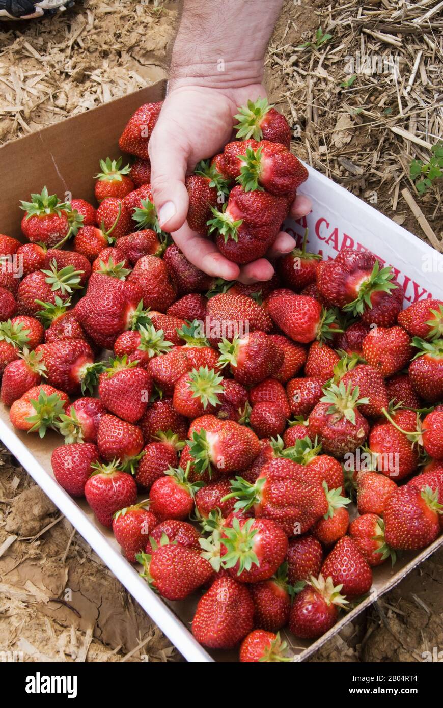 Cardboard container with fruit hires stock photography and images Alamy