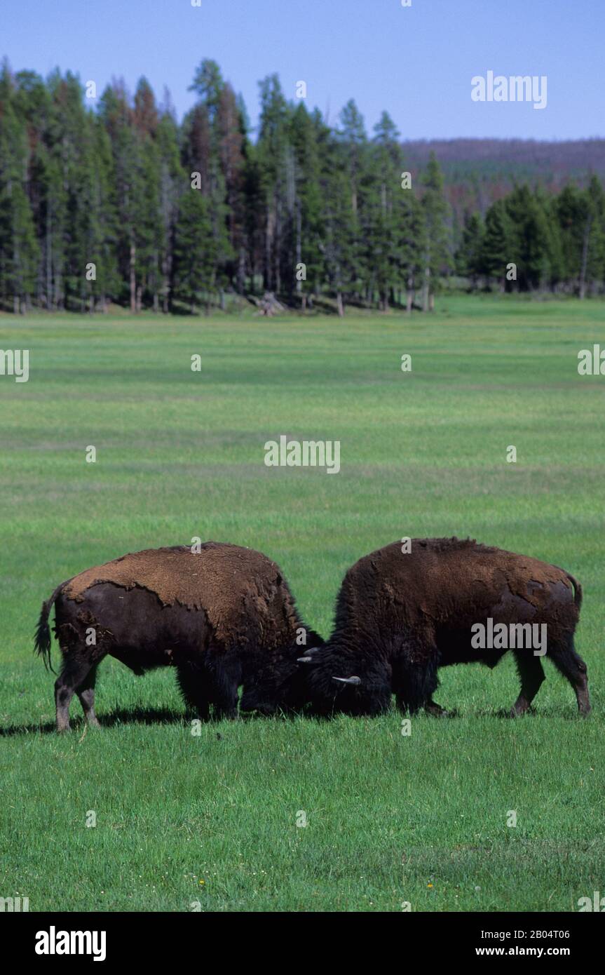 American bison and fighting hi-res stock photography and images - Alamy
