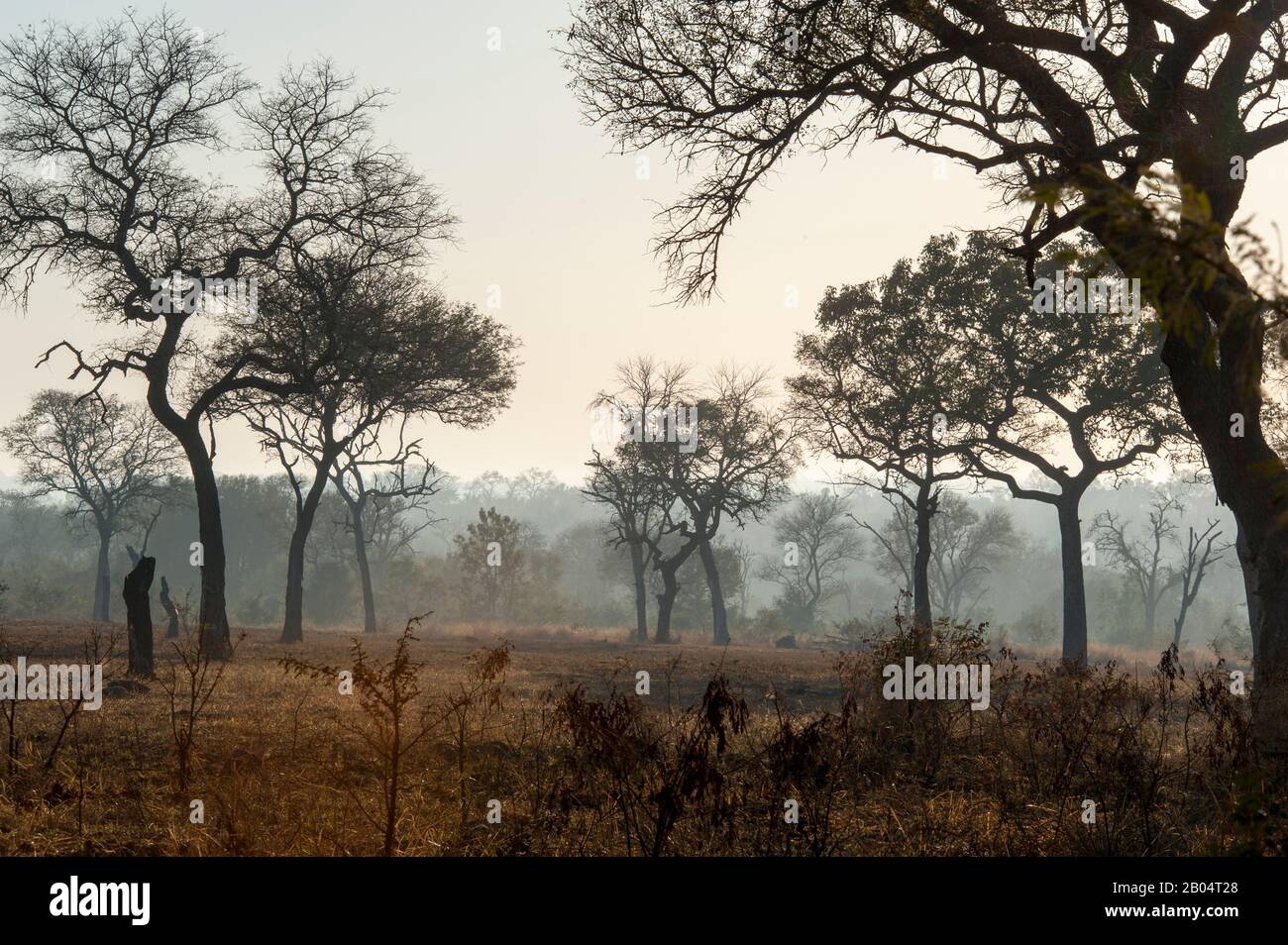 Landscape with trees in the Sabi Sands Game Reserve adjacent to the Kruger National Park in South Africa. Stock Photo