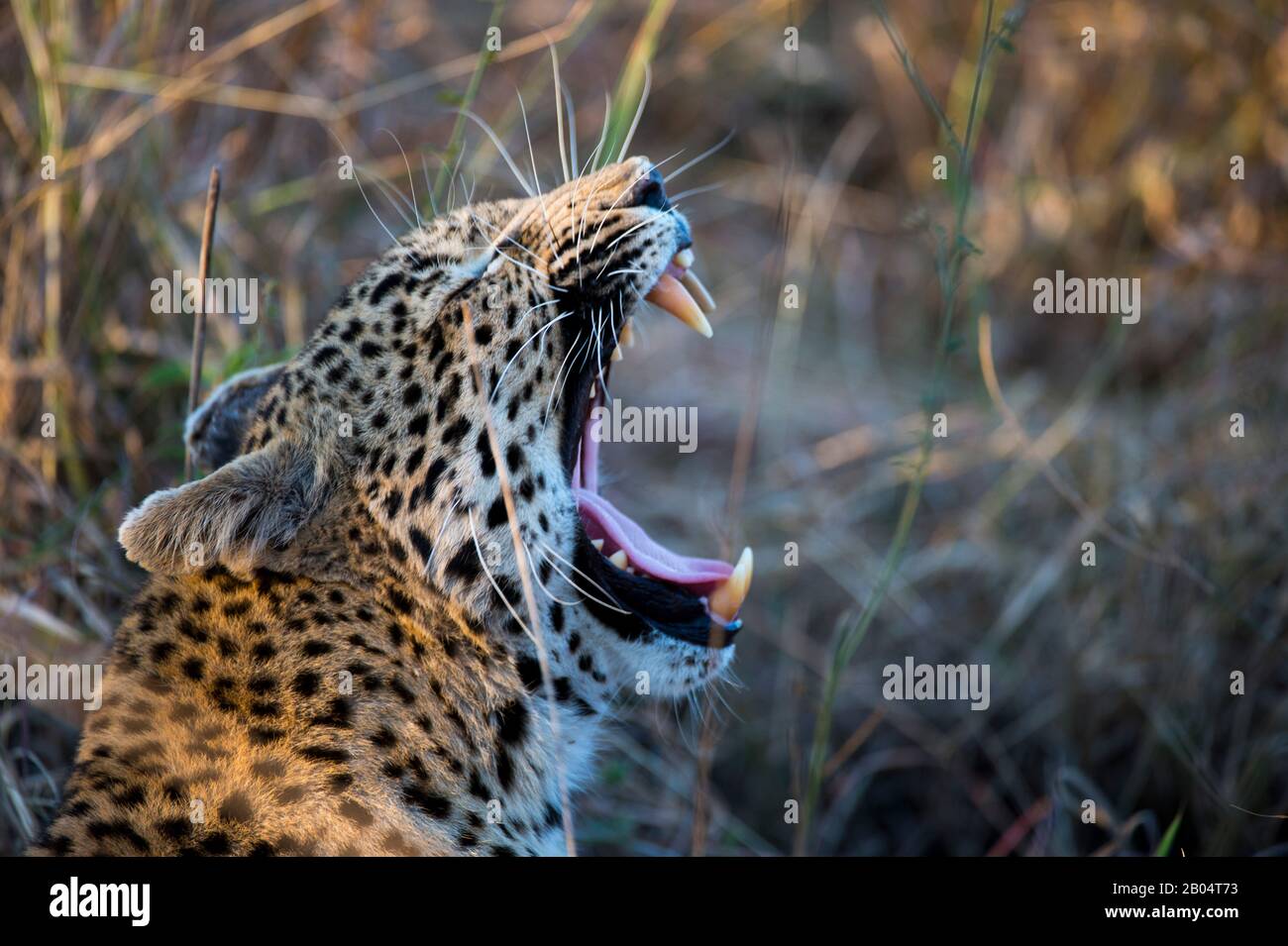 A leopard (Panthera pardus) yawning in the high grass of the Sabi Sands Game Reserve adjacent to the Kruger National Park in South Africa. Stock Photo