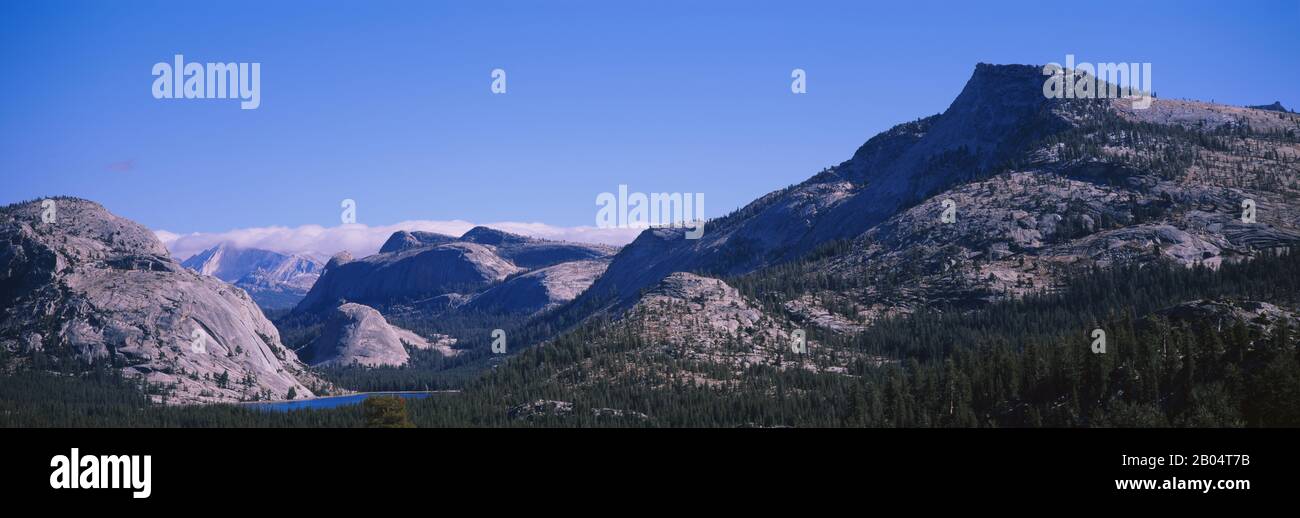 Pine trees on a landscape, Yosemite National Park, California, USA Stock Photo