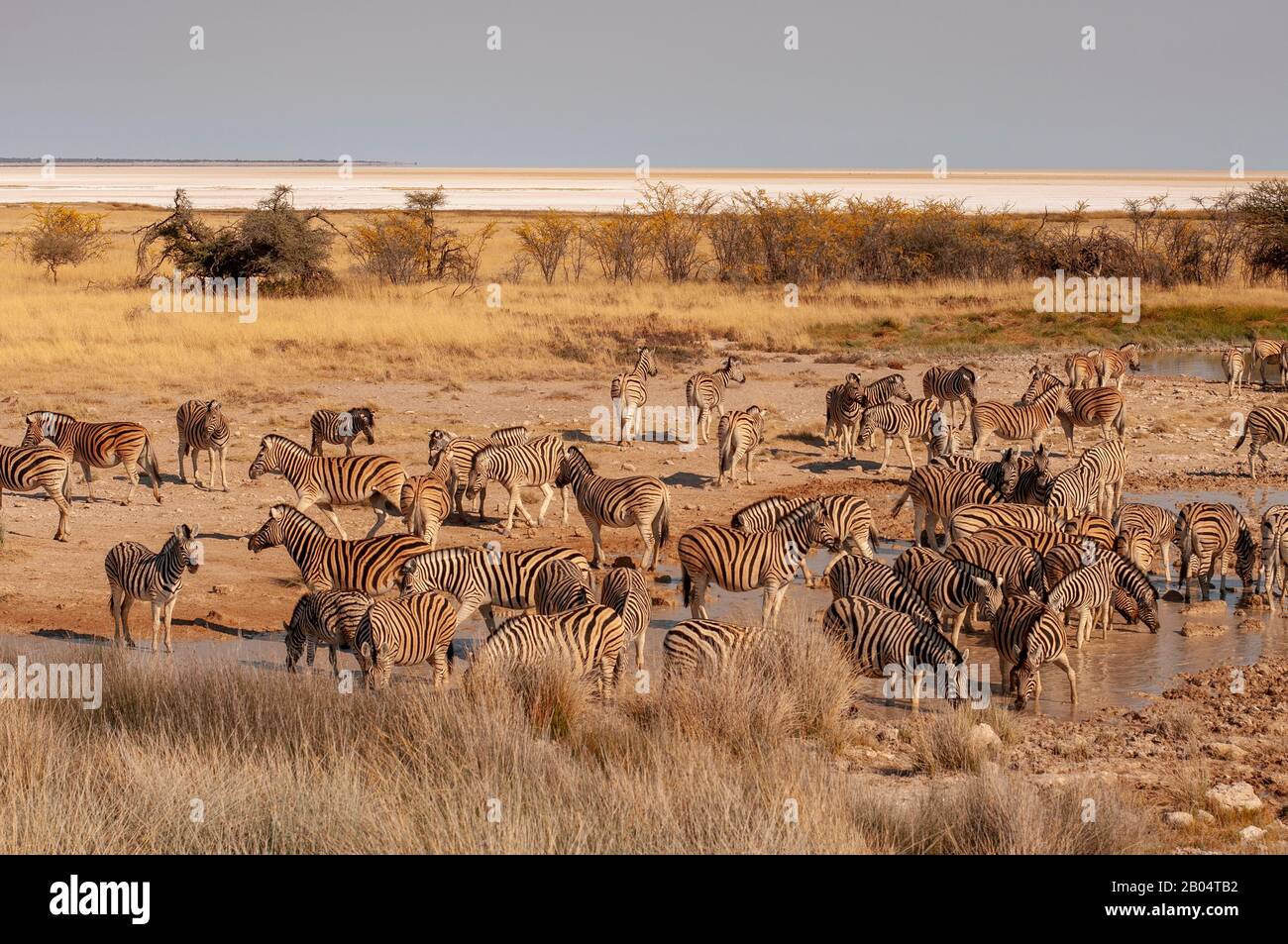 Zebras drinking at Salvadora waterhole, Etosha National Park, Namibia Stock Photo