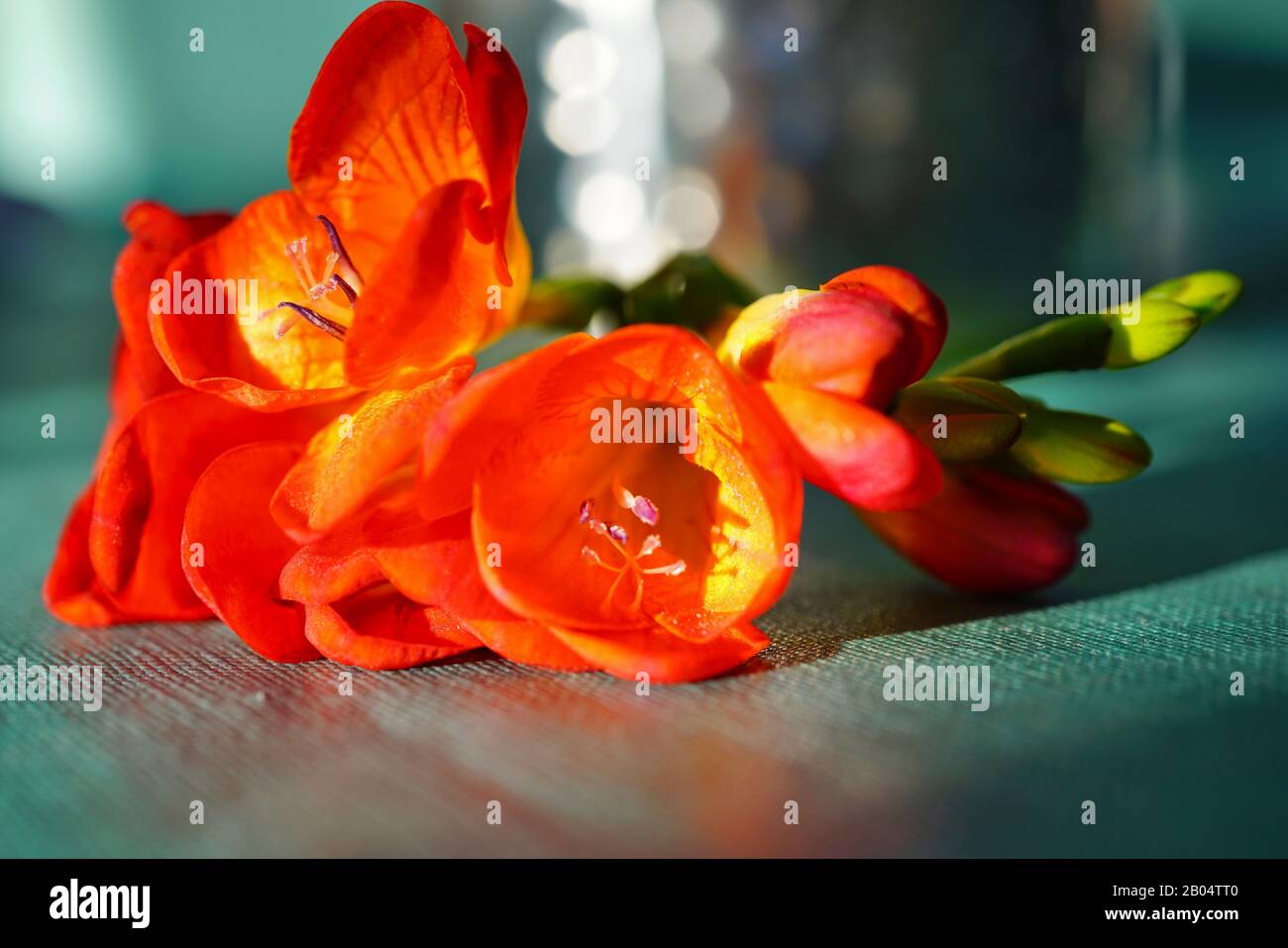 Stem of fragrant orange freesia flowers Stock Photo Alamy