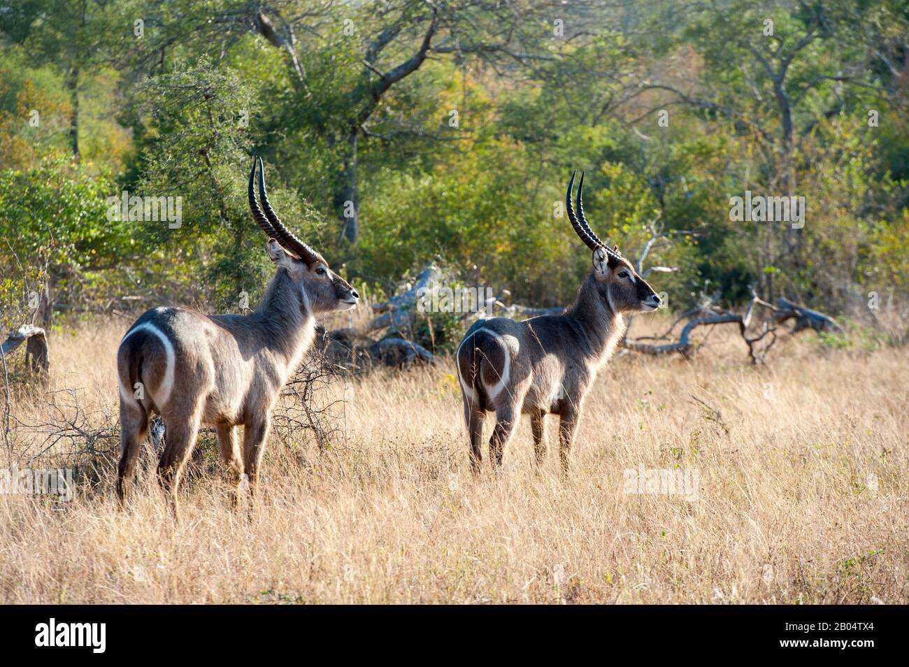 Waterbucks (Kobus ellipsiprymnus) in the Sabi Sands Game Reserve adjacent to the Kruger National Park in South Africa. Stock Photo