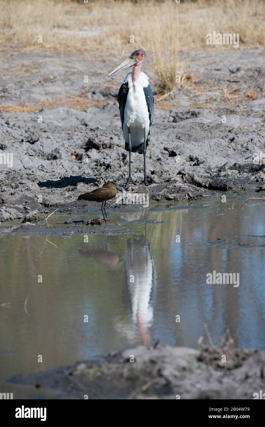 A marabou stork (Leptoptilos crumeniferus) and hamerkop (Scopus umbretta) fishing for food at a pond at the Linyanti Reserve near the Savuti Channel i Stock Photo