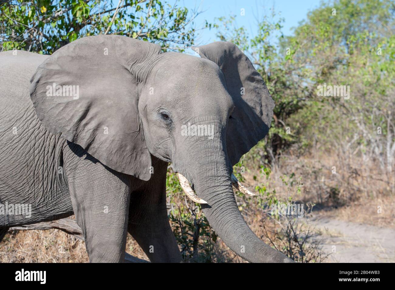 African elephant (Loxodonta Africana)  at the Linyanti Reserve near the Savuti Channel in northern part of Botswana. Stock Photo